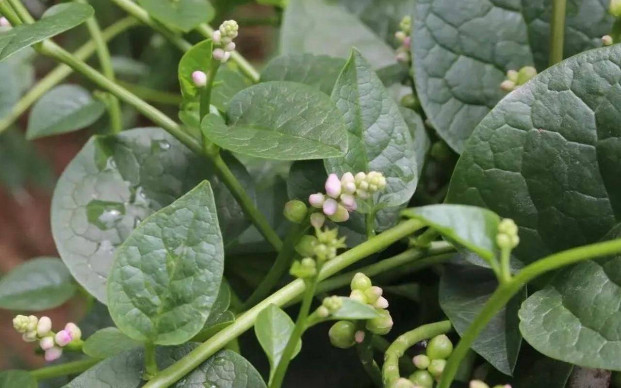 在你眼中他是谁（吃起来口感滑滑的青菜）