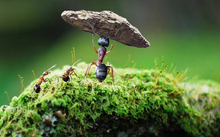 梦到好多蚂蚁（梦到好多蚂蚁在身上爬）