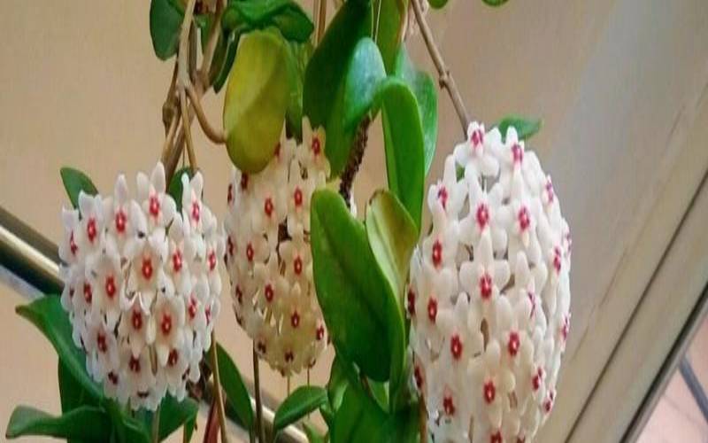 办公室放带刺的植物好不好（哪些人不适合学风水）