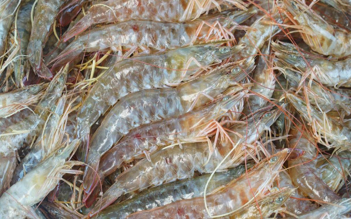 梦见大虾是活的（梦见大虾活蹦乱跳）