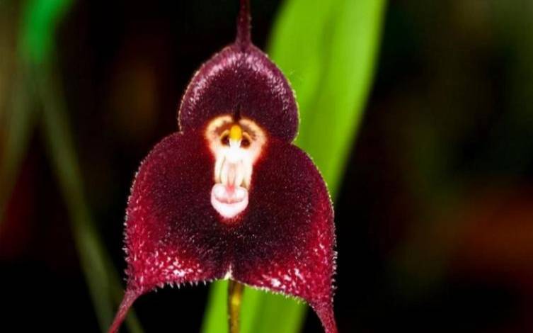 3月结束哪些生肖爱情会开花结果呢（3月份有哪些花开花）