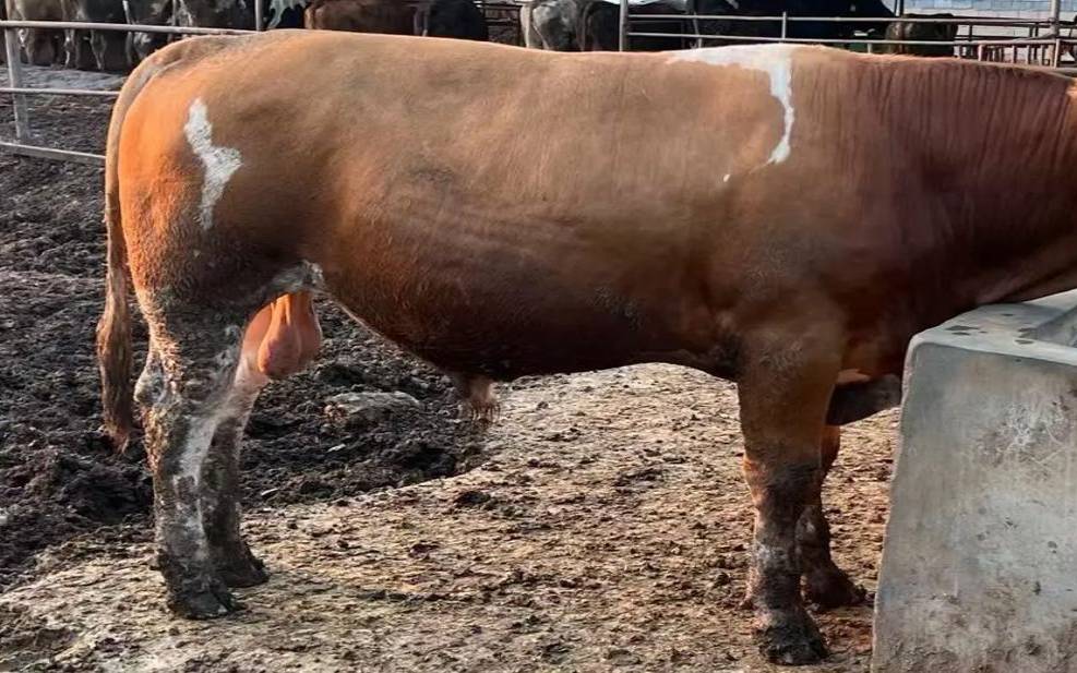 梦见阿訇（梦见阿訇给我一头牛）