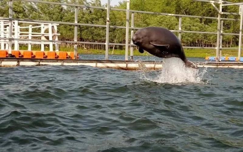 梦见猪什么征兆（梦见猪的预兆）