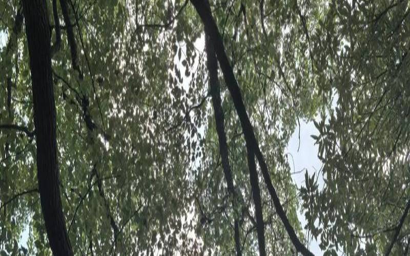 梦到树荫（梦到树荫是什么意思）