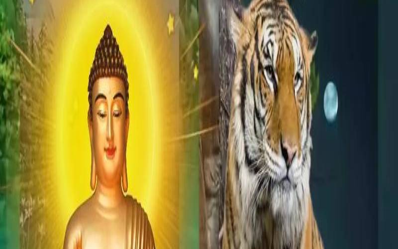 1986年属虎人生三大坎（1974属虎的三大坎）