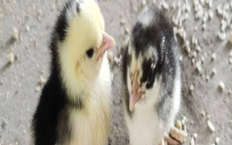 四月份的鸡宝宝好吗（六月出生的宝宝缺什么）