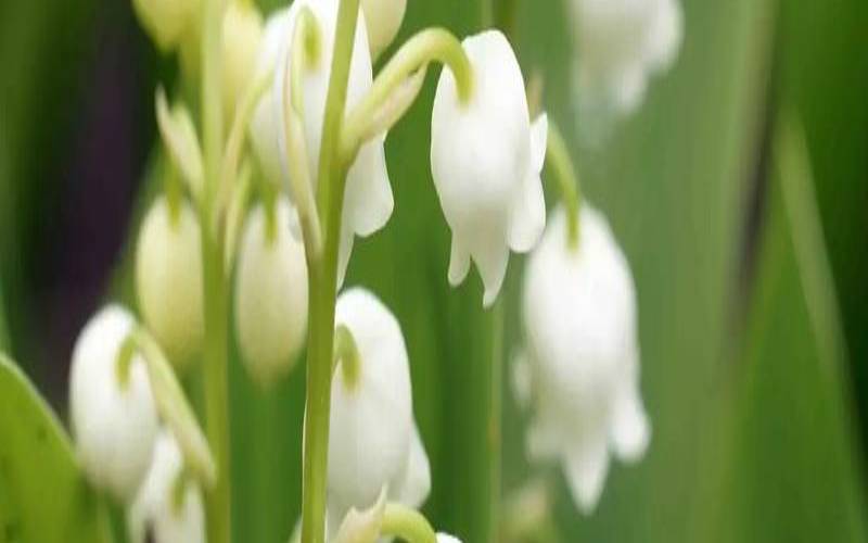 铃兰一周塔罗事业运势（5.28-6.4）（铃兰是哪个星座的幸运花）