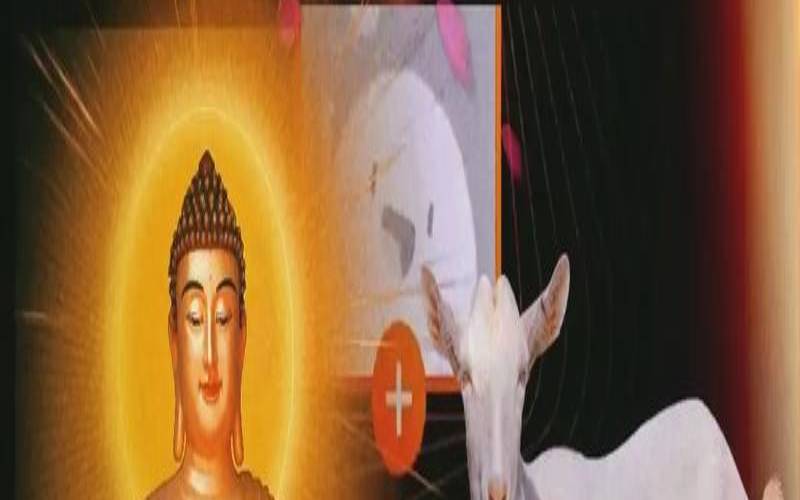 1979属羊的车牌吉利数字（1979属羊的幸运车牌号）