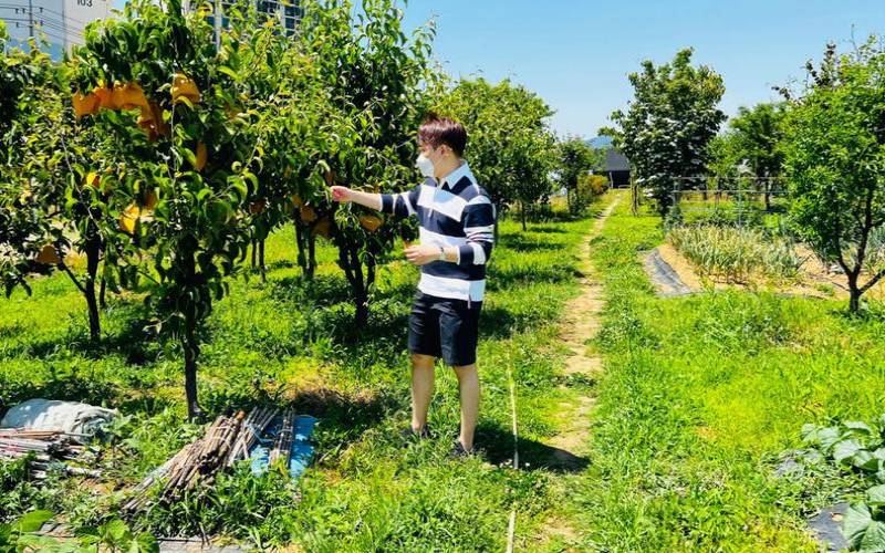 梦见拔草在庄稼地里（女人梦见拔草连根拔掉）