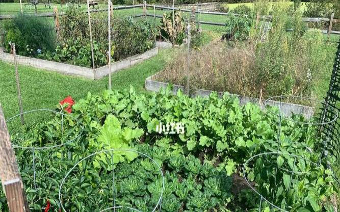 梦见别人家菜园的菜长得茂盛（梦到别人家菜园）