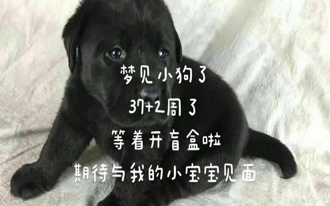 梦见被黑狗咬了一口（男人梦见黑狗咬自己）