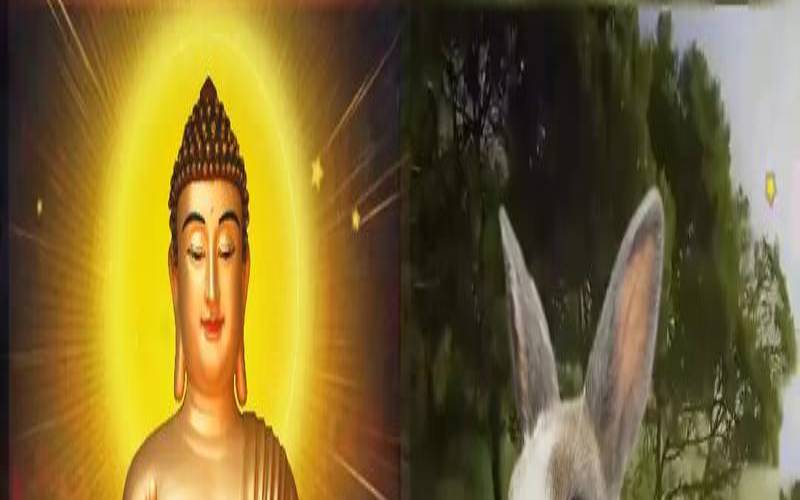 属兔人和谁在一起财运好（生肖兔命最大贵人）