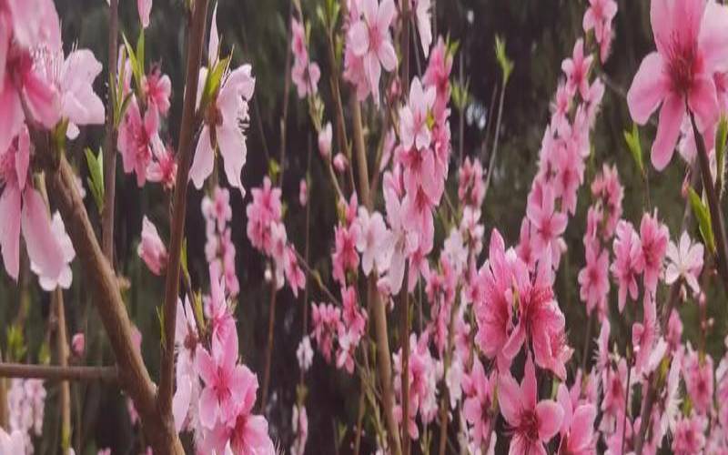 桃花朵朵开（桃花朵朵开好运自然来）