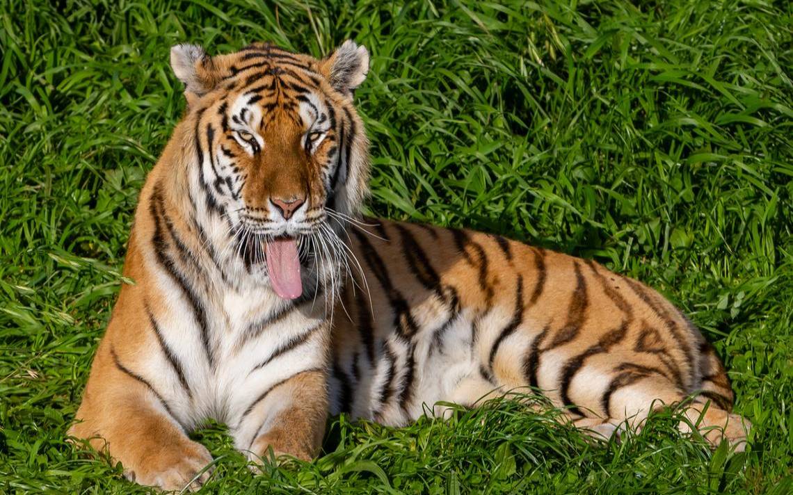 十二生肖哪个属禽兽的（禽兽有哪几个生肖）