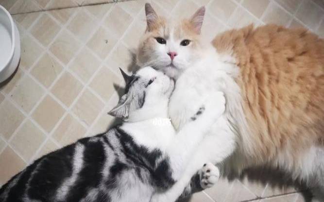 梦见2只猫（梦见2只猫一直跟着我）