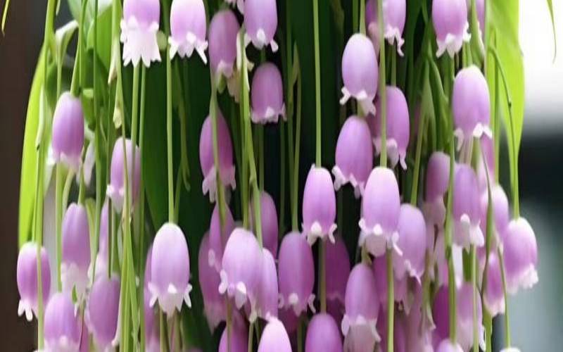 铃兰是哪个星座的幸运花（塔罗占卜将要发生的好事）