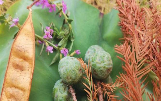 梦见鲍鱼贴身上（梦见自己捡掉在树下的果子）