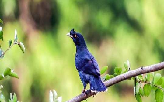 梦见一窝八哥小鸟（女人梦见八哥是吉兆发财）