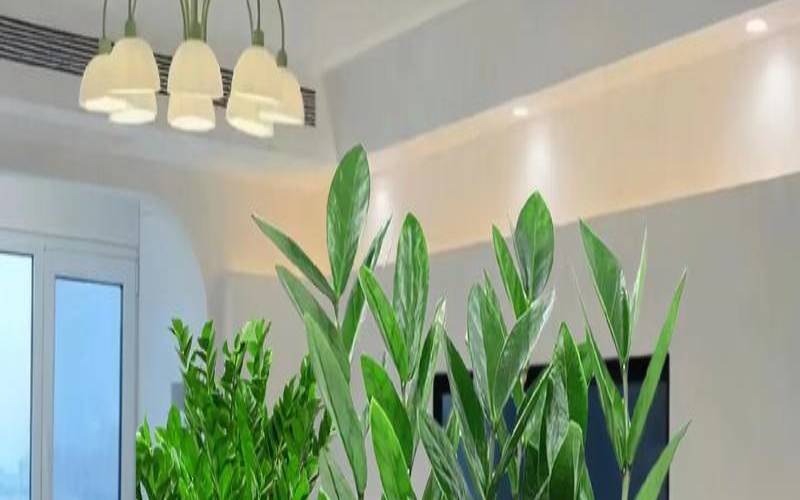 饭店一般放什么树好（餐饮店适合养什么绿植）