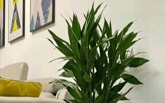 属虎人2021年办公室摆放（属虎办公室摆什么旺事业）