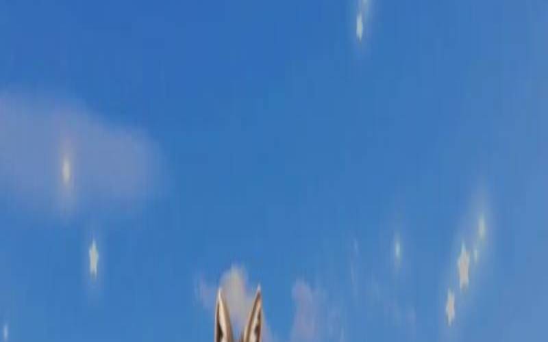 属狗男心疼女人的表现（属狗男人越爱越上瘾的女人）