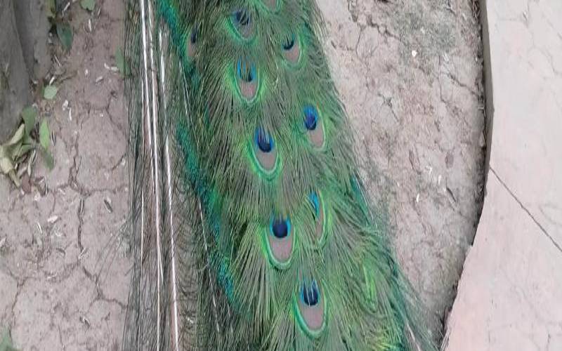 梦到孔雀是胎梦吗（孕妇梦见孔雀没有开屏）