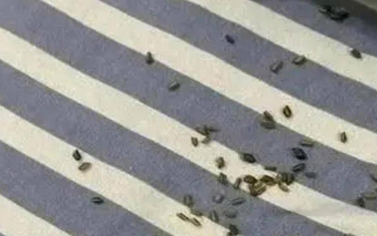 梦到老鼠屎（梦到老鼠屎在床上）