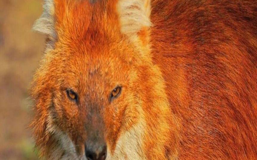 梦见豺狼虎豹入家门（梦见豺狼是什么预兆）