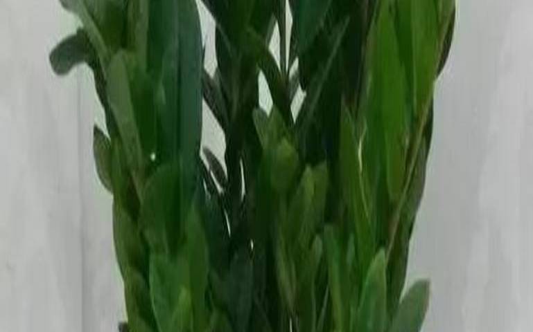 容易离婚的家居风水（客厅财位摆放什么招财）