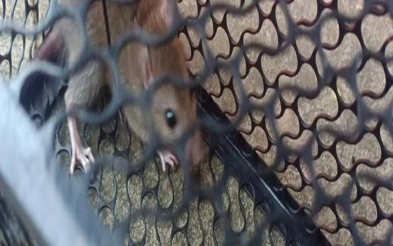 梦见老鼠预示什么意思（打老鼠是吉兆还是凶兆）