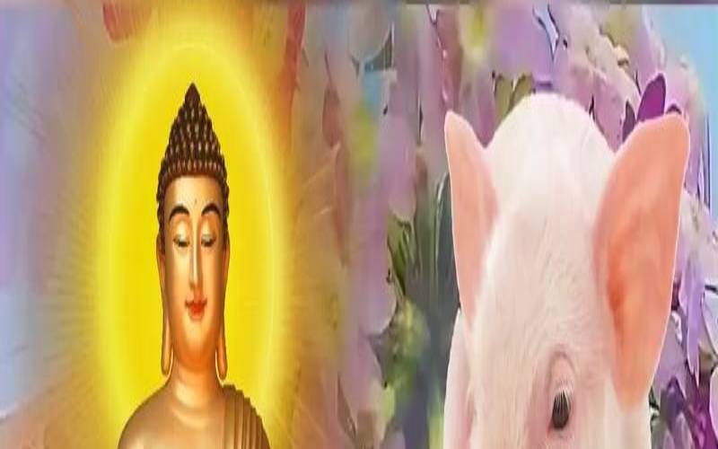 83年属猪人车牌吉利数字（属猪的选车牌什么号码好）