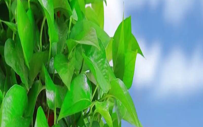 绿萝不能放什么位置（绿萝下垂对财运好不好）