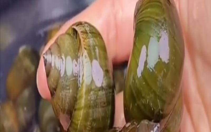 梦见在水里摸田螺什么预兆（女人梦见摸了好多螺蛳）