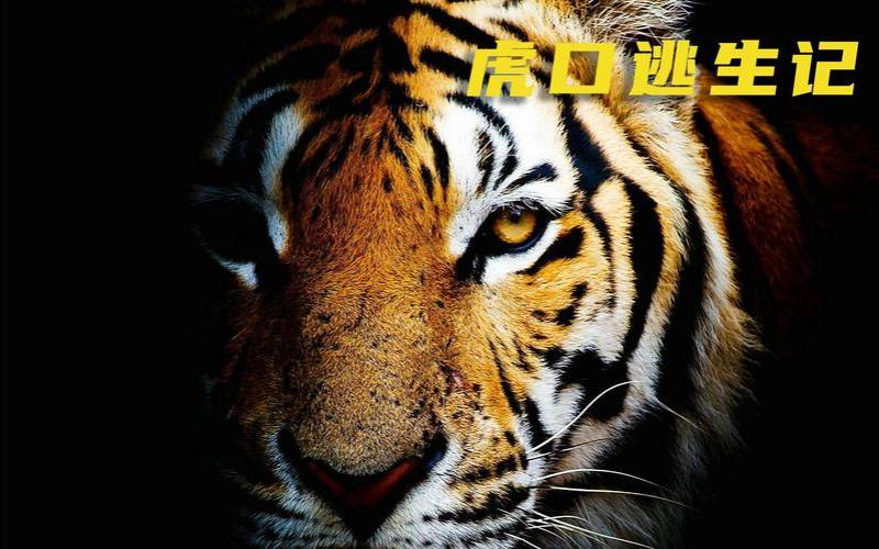 梦见和很多人一起躲避老虎是什么预兆（梦见和很多人一起躲避敌人）