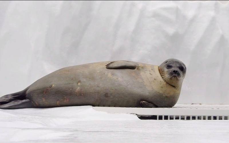 12生肖睡不着的时候会做什么（12生肖什么动物睡不着）