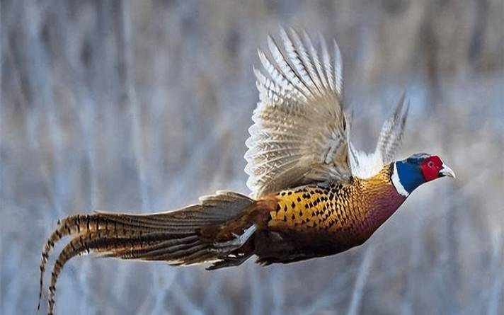 梦见野鸡飞上天（自家鸡飞走了寓意什么）