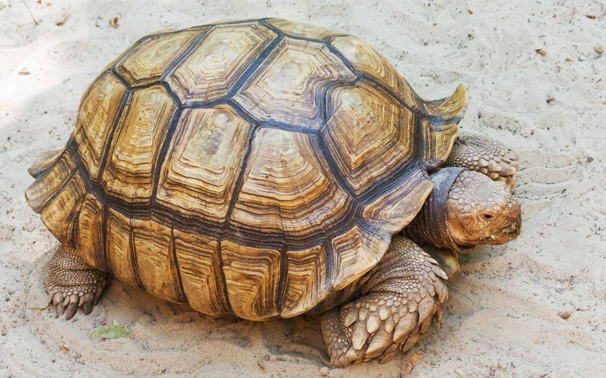 哪五种动物不能吃（床单上有小动物的风水）