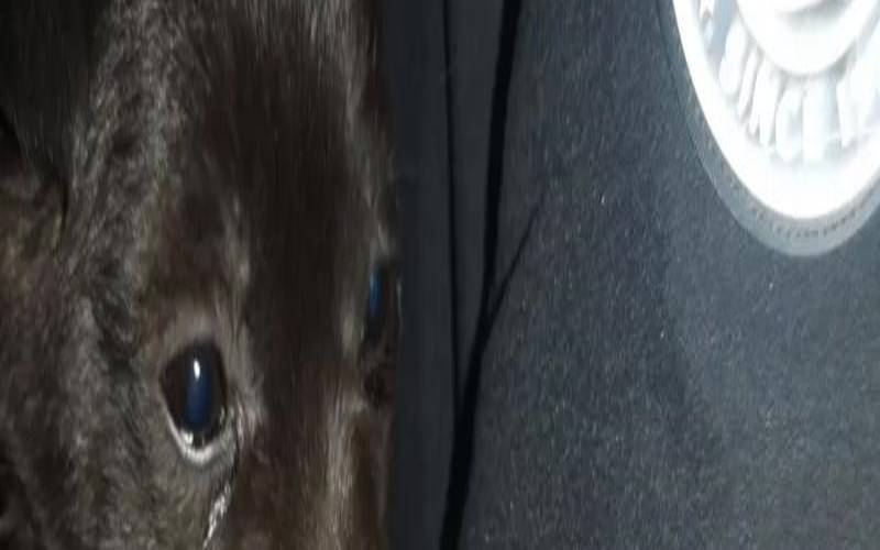 女人梦见黑狗是吉兆发财（女人梦见黑狗是吉兆发财的）