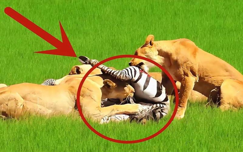 梦见被狮子咬伤流血（梦见在房子里躲避狮子）