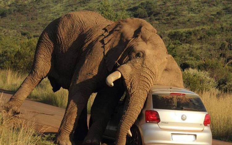 梦见被大象追赶到处躲藏（梦见被大象追赶但脱险）