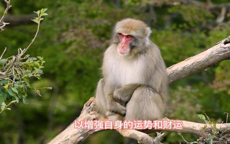 属猴人最佳睡床方位是什么（属猴人最旺运床头朝向）