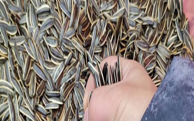 梦见吃瓜子嗑瓜子（梦到吃瓜子好不好）