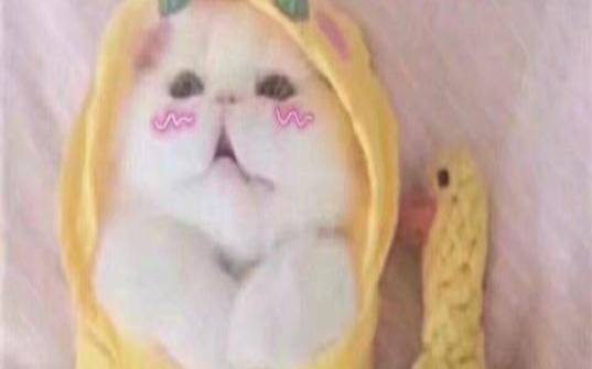 测你是否会卖萌的软件（测试你的撩人魅力）