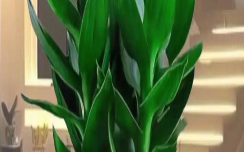 办公室风水摆设催旺桃花办公风水（办公室摆什么植物旺桃花）