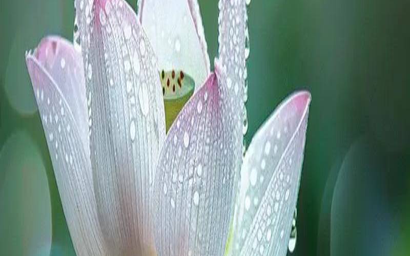 梦见自己在水里游好不好（梦见一池荷叶长得茂盛）