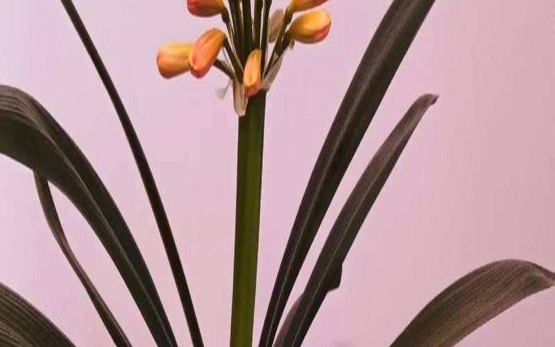 家里养什么样的君子兰好（家里养什么花最旺财）