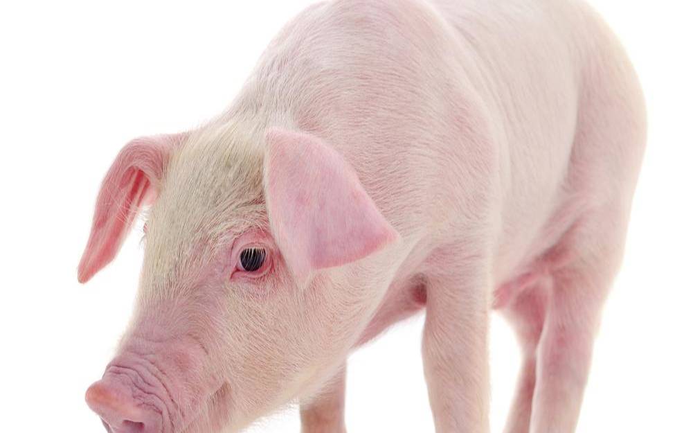 07年属猪人的灾难年龄是几岁（07年属猪一生三大劫难）