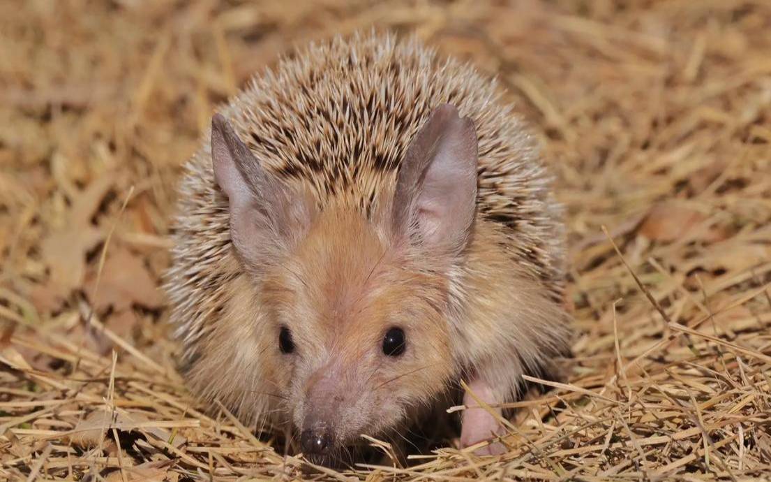女人梦到刺猬（梦见刺猬是吉兆还是凶兆）