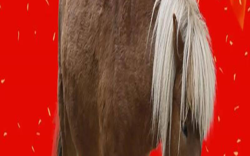 2017年生肖马运势大全（属马的今年运势如何）