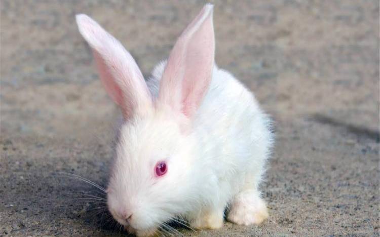 2020农历九月初七出生好吗（属兔几日出生大富大贵）